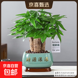 【绿萝盆栽】吸甲醛净化空气水培绿植物懒人花卉好养搬家礼物全 【新店开业】5年粗壮三杆发财树+财源滚滚陶瓷盆 整体含盆高度20-25cm