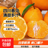 四川不知火丑柑香甜多汁清甜爽口当季耙耙柑橘子桔子 带箱1斤中果65mm+