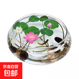 轻奢简约透明花瓶水培养鱼圆球龙蛋方缸客厅桌面摆件简约花瓶 矮肚玻璃瓶10*15*6cm