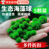 海藻球水草植物鱼缸直接入缸绿藻球增氧水族箱造景观赏真生态球 五颗1岁(1.1～1.2cm)