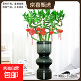 【带根富贵竹转运竹龙竹】招财水培植物客厅弯竹开运竹子盆栽花卉 65cm转运竹10支+亚克力瓶 5灯笼