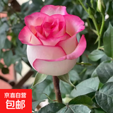 玫瑰花苗老桩绿植物盆栽月季蔷薇老根室内外阳台庭院特大花卉四季 3爱莎（老桩苗四季开花）