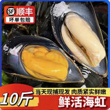 柒岛海捕大青口贝鲜活特大海虹淡菜新鲜冷冻海鲜贻贝青口贝水产 7斤(净重)  海虹开口属于正常现象