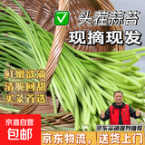 京喜自营农家自种蒜苔生鲜蔬菜超市同款即食蒜苔超市批发买菜首选 新鲜蒜苔1斤