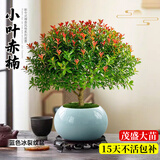 花行榜小叶赤楠老桩盆栽客厅桌面植物室内阳台四季好养绿植盆栽源头直发