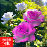 玫瑰花苗老桩绿植物盆栽月季蔷薇老根室内外阳台庭院特大花卉四季 34梦幻（老桩苗四季开花）