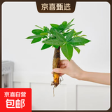 懒人水培绿植九里香绿萝文竹室内易养净化空气花卉盆栽植物花卉 发财树1颗【不含盆】土培水培皆可15-20cm