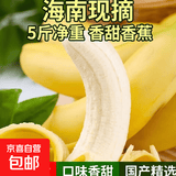海南甜香蕉 现摘现发 到货3-5天可食用新鲜水果 海南超甜香蕉 5斤净重 香甜