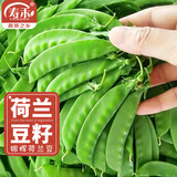 寿禾 大荚荷兰豆种子豌豆尖龙须菜菜豌豆弯豆种家庭夏秋季蔬菜籽种籽 潍育银辉荷兰豆种子50g