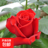 玫瑰花苗老桩绿植物盆栽月季蔷薇老根室内外阳台庭院特大花卉四季 2红玫瑰（老桩苗四季开花）