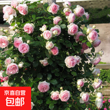 玫瑰花苗老桩绿植物盆栽月季蔷薇老根室内外阳台庭院特大花卉四季 56粉龙（老桩爬藤苗四季开花）
