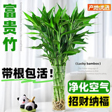 花翁带根富贵竹水培植物客厅招财旺宅花卉绿植盆栽竹子文昌竹源头直发