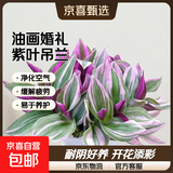 婚礼油画室内办公室花卉绿植好养紫叶吊兰观叶耐阴植物 （2盆装）油画配小蛮腰吸水盆