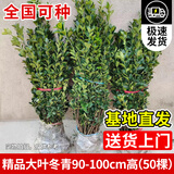 花行榜冬青树苗法国北海道黄杨直立篱笆墙庭院围墙植物耐寒绿篱源头直发