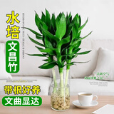 花翁富贵竹水培绿植招财转运室内客厅水养花卉盆栽植物文昌竹源头直发
