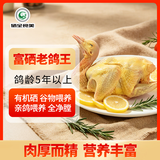硒全食美无抗富硒老鸽王 净重450g/只 冷冻 鸽子生鲜煲汤鸽子肉 端午礼盒