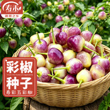 寿禾 广西七彩辣椒种子六彩观赏泡椒辣椒五彩盆栽夏秋季蔬菜菜籽 寿彩五彩椒约150粒