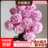 山东菏泽芍药鲜花花束重瓣大花苞基地直发鲜切花【全色系】 芍药-粉凌红花【花苞/支2.5-3.0公分】 【10支】长度/支45公分以上