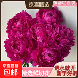 山东菏泽芍药鲜花花束重瓣大花苞基地直发鲜切花【全色系】 芍药-红富士【花苞/支2.5-3.0公分】 【10支】长度/支45公分以上
