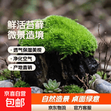 柯必达青苔藓鲜活苔藓微景观植物盆景盆栽水陆缸假山草造景材料白 白发藓(11*8)cm 5盒
