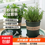迷迭香苗盆栽可食用驱蚊植物香草薄荷苗绿植物室内煎牛排水培花卉 薄荷+迷迭香（加仑盆*2）大盆苗约20cm高