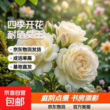 瑞典女王月季夏季耐晒灌木月季带花苞四季开花玫瑰大苗阳台庭院 奶油龙沙原盆原土发货中苗25cm左右