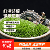 柯必达青苔藓鲜活苔藓微景观植物盆景盆栽水陆缸假山草造景材料白 白发藓(11*8)cm 10盒