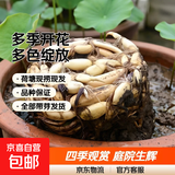 大型观赏荷花种藕苗 莲藕种苗 盆栽荷花种根苗荷花苗莲藕苗莲花苗 家庭种植藕【适合花盆缸桶】 十颗装【带芽发货】