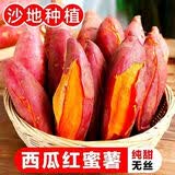 春福乐沙地红薯【当天现挖】贵阳板栗红薯西瓜红现挖现发新鲜地瓜整箱 5斤严选果【软糯香甜】净重4.5斤