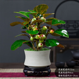 花行榜菩提树盆栽小盼菩提盆景带果中式禅意桌面摆件室内绿植物源头直发
