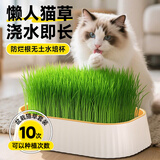 HELLOJOY无土水培猫草盆栽去化毛球懒人种植猫草麦子育苗盘化毛草猫咪零食
