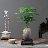 花翁文竹盆栽绿植物室内客厅中式禅意盆景办公室摆件高端花卉源头直发