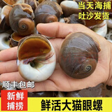 海鲜水产鲜活大猫眼螺 大沙螺红香螺新鲜猫眼螺玉螺海鲜贝类海螺 猫眼螺 500g 简装 2斤装【7～10个左右/斤】