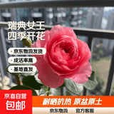 瑞典女王月季夏季耐晒灌木月季带花苞四季开花玫瑰大苗阳台庭院 红果汁原盆原土发货大苗40cm左右