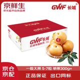 京鲜生【绿色认证】长城羊脂秋月梨 4.5斤装 大果5-7粒 单果300g+ 水果
