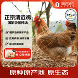 1号会员店（One's Member） 纯种无抗清远鸡 生态散养168天供港土鸡走地鸡鸡肉 900g