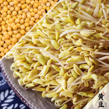 田园梦紫砂豆芽罐家用豆芽机陶瓷豆芽罐配套优质豆种芽苗菜 小黄豆 300克