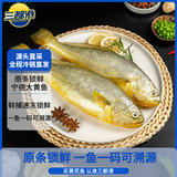 三都港 冷冻黄花鱼700g/2条装 宁德大黄鱼 深海鱼 生鲜 鱼类 海鲜水产
