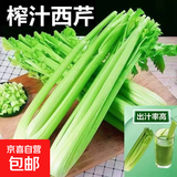 山东新鲜大西芹现割现发榨汁西芹首选水果西芹蔬菜生鲜减肥减脂 新鲜西芹带箱2斤 净重1.7斤