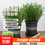 迷迭香苗盆栽可食用驱蚊植物香草薄荷苗绿植物室内煎牛排水培花卉 2盆迷迭香大盆苗约20cm高+加仑盆