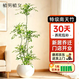 植男植女南天竹盆栽客厅真树室内绿植大型1.1-1.3m球形盆+缓释肥源头直发