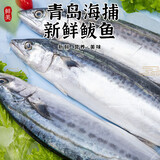 新鲜捕捞青岛大鲅鱼蓝点马鲛鱼渤海燕尾鲐鲅鱼净重无冰衣 5斤【8条装】