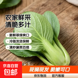 山东农家种植新鲜奶油小白菜时令蔬菜绿叶菜涮菜清脆巨嫩好吃 【泡沫箱发货-到手鲜】小白菜（5斤）
