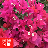 重瓣红三角梅盆栽带花三角梅苗勤花品种爬藤老桩室内花卉植物四季 四季红 3年苗【当年开花】不含盆