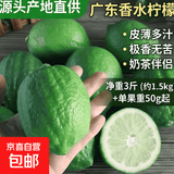 广东香水柠檬包邮新鲜水果柠檬精选皮薄奶茶店【百补优选】 柠檬净重3斤单果净重50g+