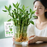 花翁富贵竹水培绿植招财转运室内客厅水养花卉盆栽植物文昌竹源头直发
