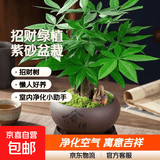 发财树盆栽大植物室内办公室桌面客厅小盆景招财树苗绿植花卉盆栽 三杆发财树 5-8cm【随机紫砂盆】 【送肥料】