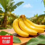 国产高山甜香蕉  新鲜水果 室温放苹果半密封催熟 3斤普通蕉净重