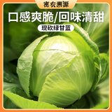密农人家密云鲜嫩绿甘蓝500g 圆白菜 新鲜蔬菜 口感脆嫩 绿球白菜 500g