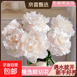 山东菏泽芍药鲜花花束重瓣大花苞基地直发鲜切花【全色系】 芍药-杨贵妃出浴【花苞/支2.5-3.0公分】 【10支】长度/支45公分以上